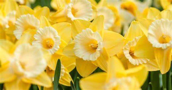 	DAFFODILS IN FLORIDA: JUST A DAFFY DREAM?	