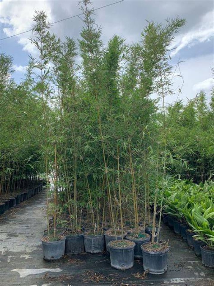 	GRACEFUL BAMBOO RISES TOTHE OCCASION	