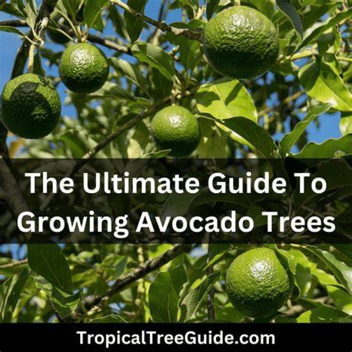 	SMACKIN’ THAT AVOCADO TREE UPSIDE THE TRUNK	