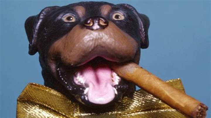 Triumph the Insult Comic Dog Marks His Territory